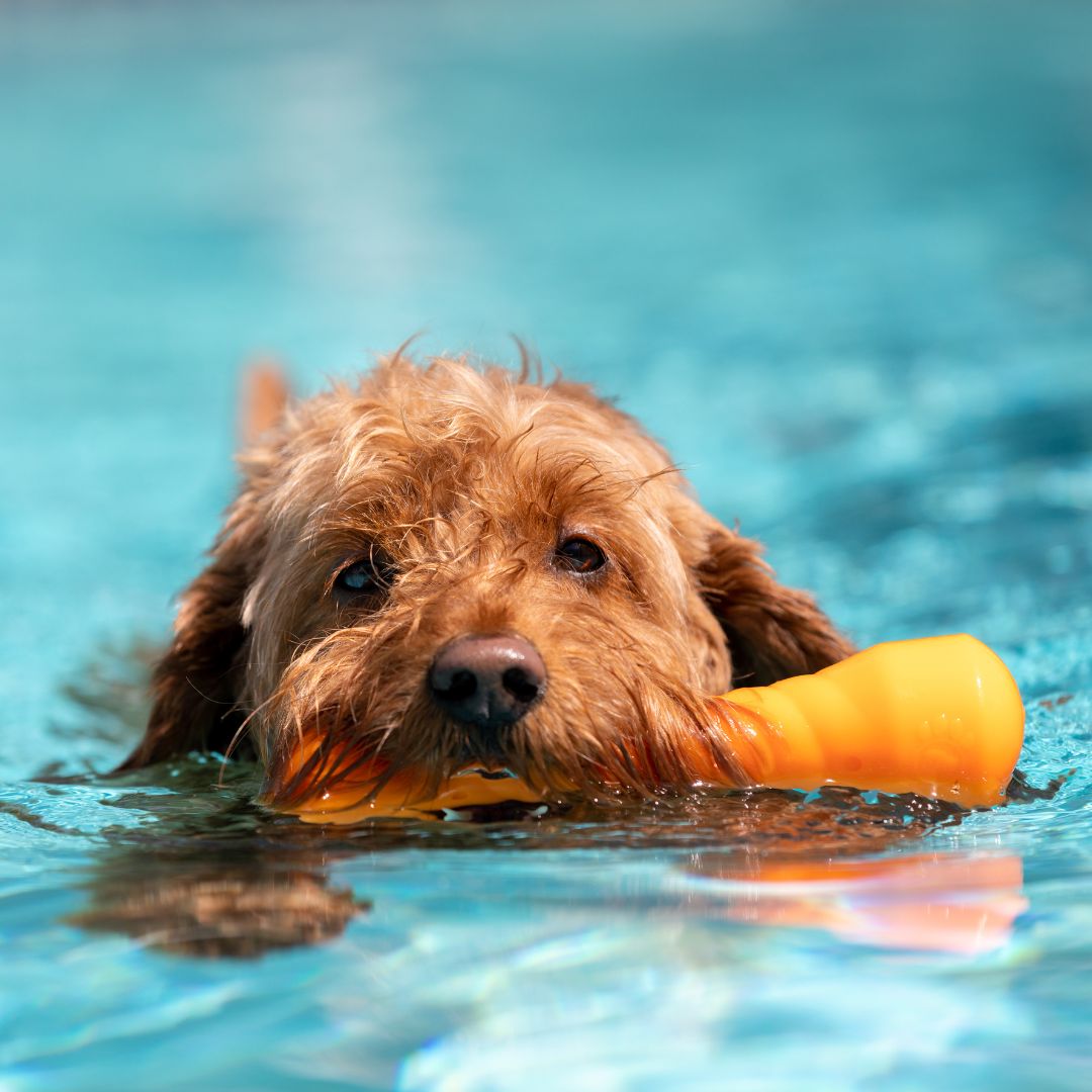 dog swimming with toy in mouth